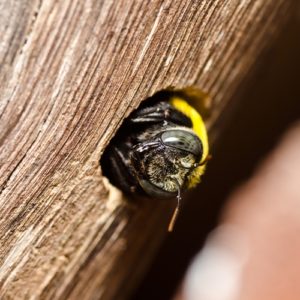 Fewer bees could be bad news for food sustainability and the culinary community