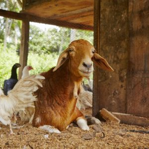 Haystack Mountain Goat Dairy has re-branded themselves with the Colorado state image.