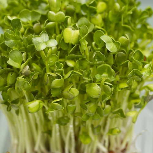 Microgreens can be grown anywhere.