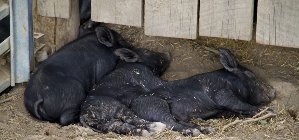 black cat farm 4