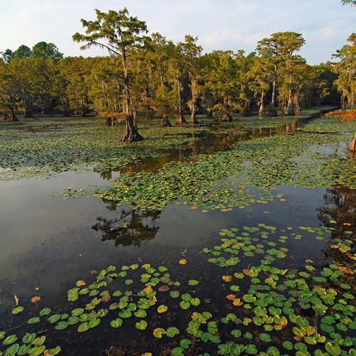 The Louisiana bayou is home to many cajun and creole communities.