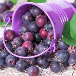 Though they may look like blueberries, saskatoons are a superfood of a different family.