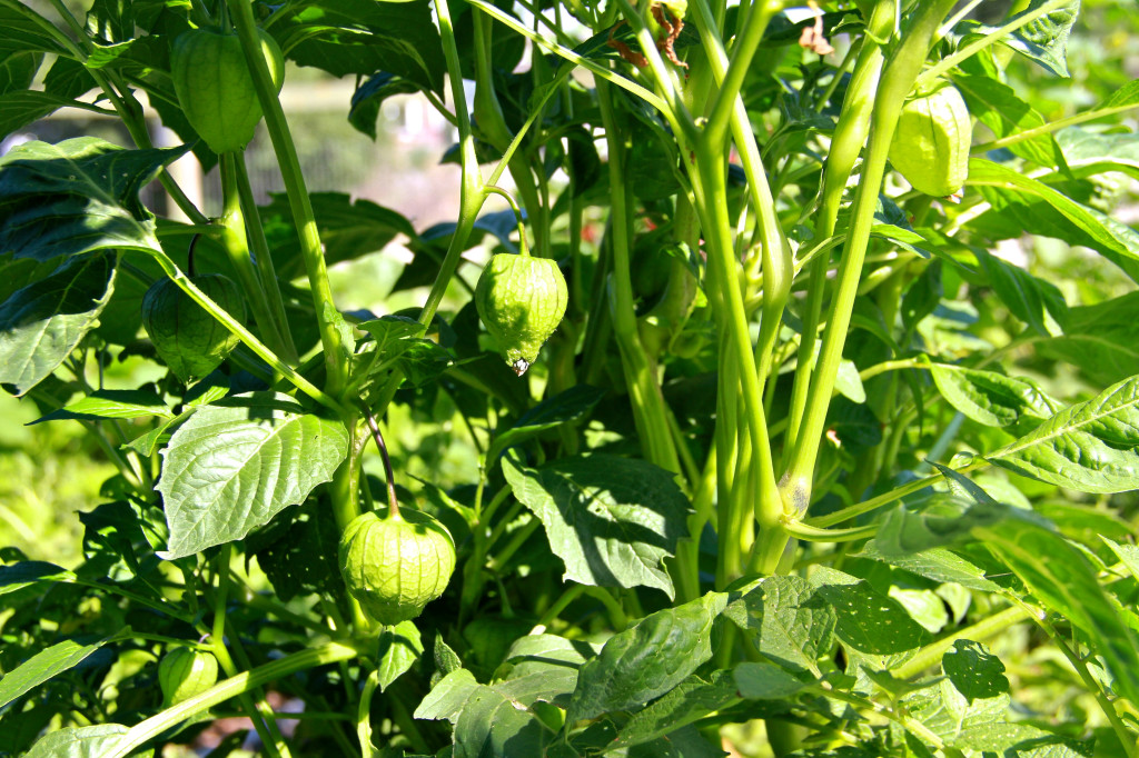 crops from Gabrielle’s Garden