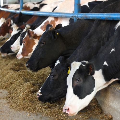 Cows emit a large amount of greenhouse gases.