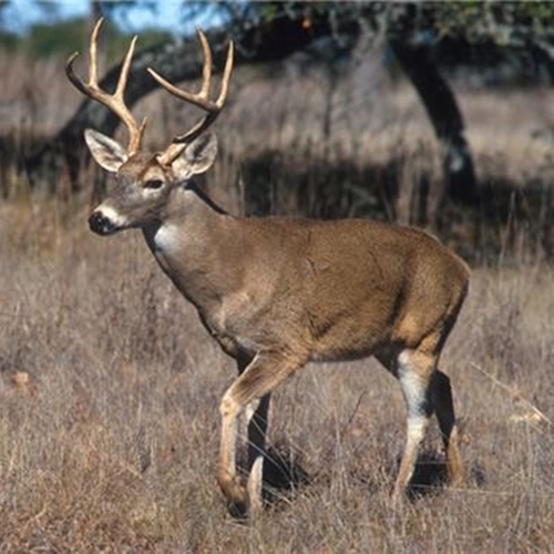 Venison is a popular meal in Colorado. Avoid overcooking it by using a high temperature grill or pan for a short period of time.