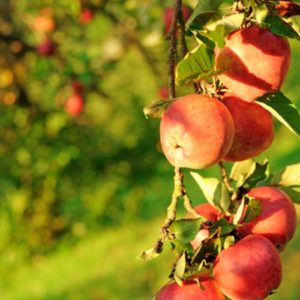 Many fruit varieties can be grown in your own backyard or even inside. Citrus, apples, peaches and pears are popular varieties for amateur growers.