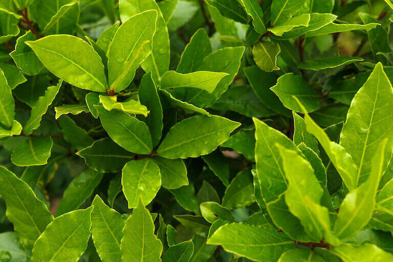 Green laurel tree with bay leaves