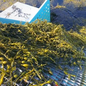 Seaweed is just one of the hottest food trends for 2016. 