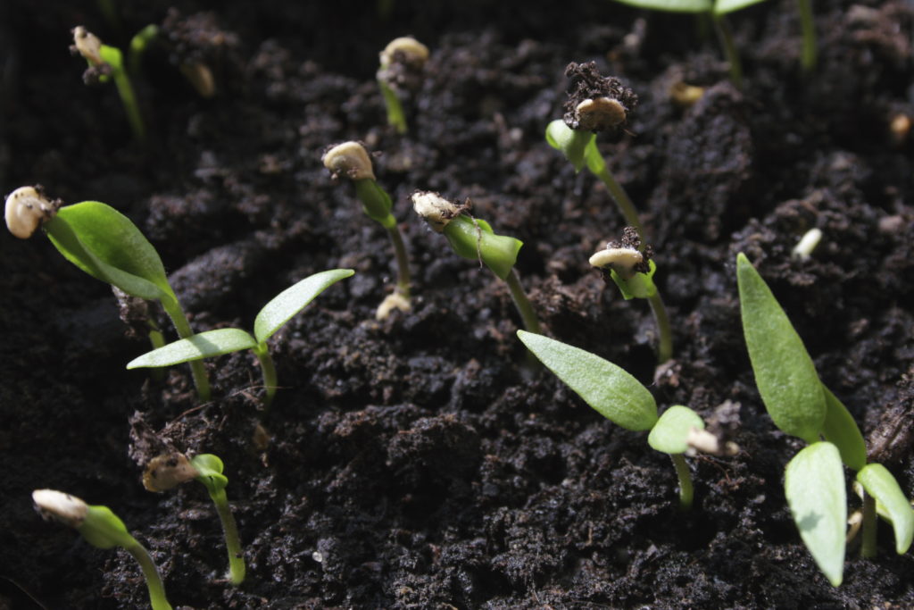 Small plants growing out of compost