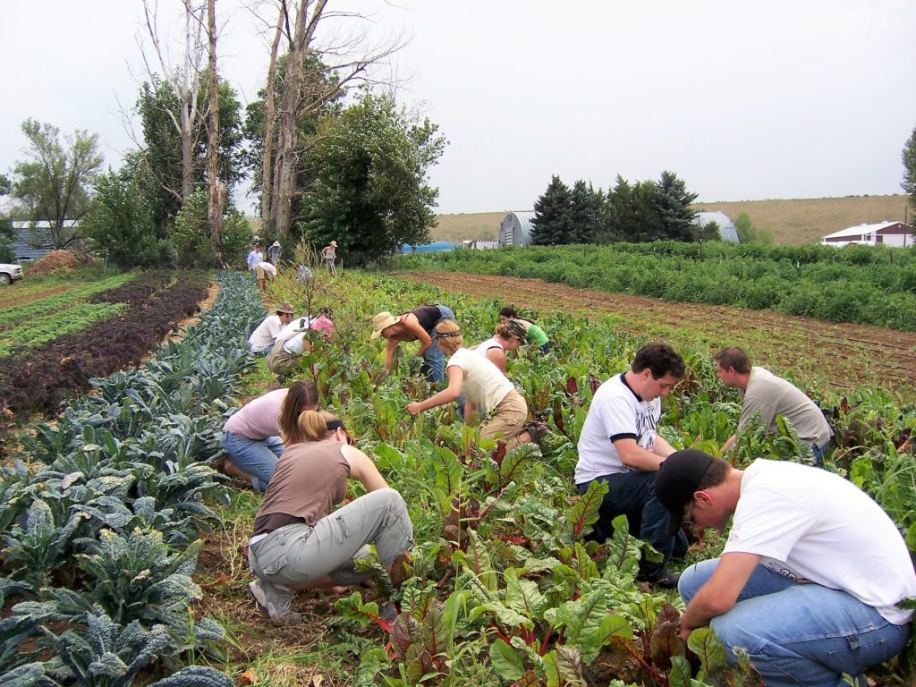 Farm to table students picking vegetables in a field