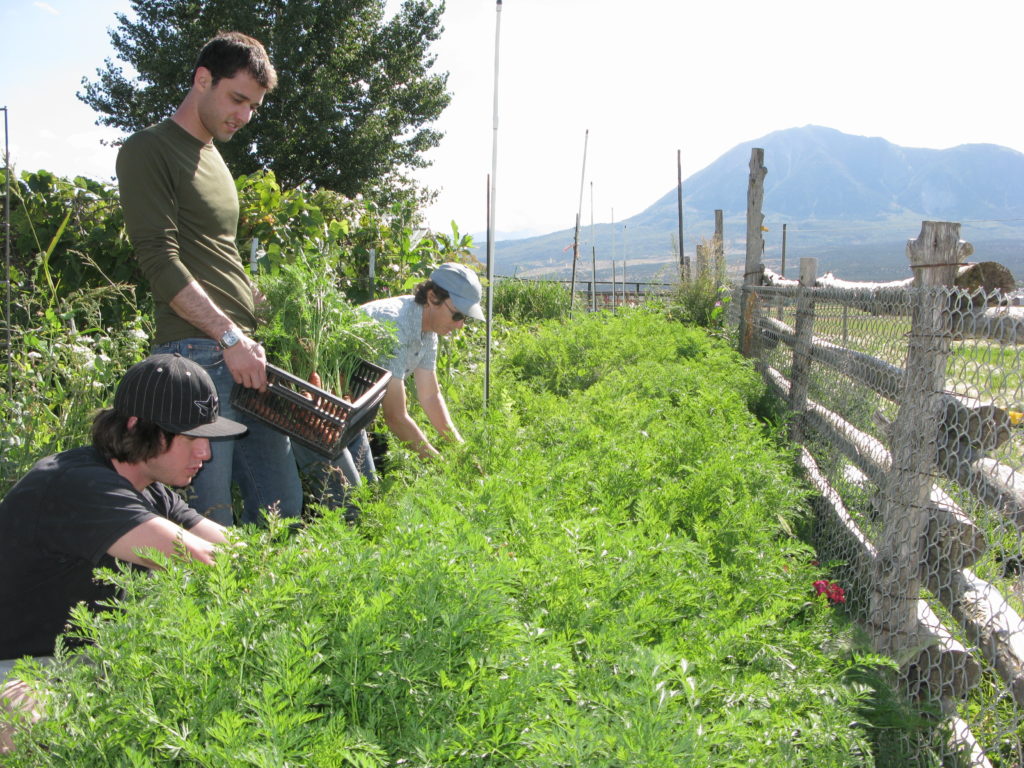 Escoffier Boulder campus students on a local farm harvesting carrots