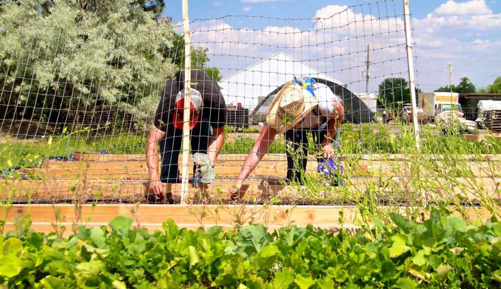 Man and woman planting seeds in farm