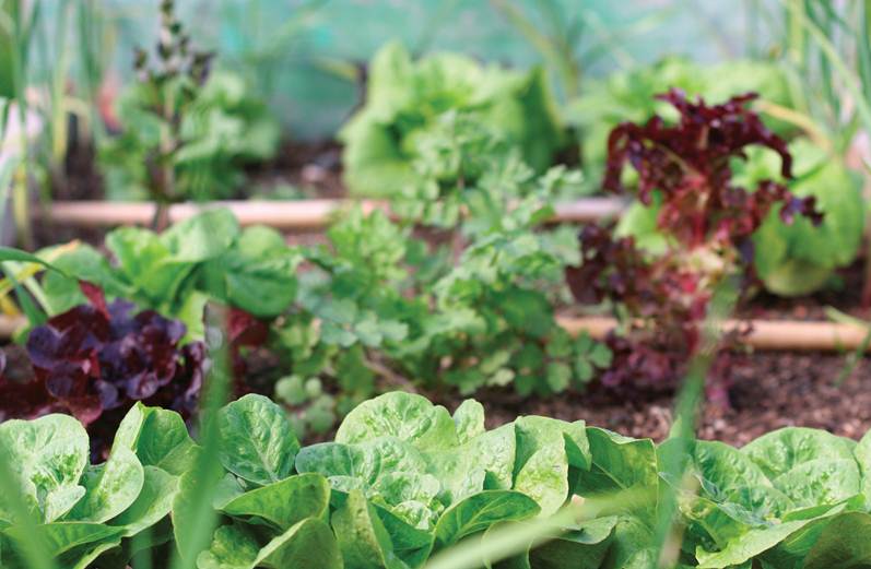 Close up of growing green and red lettuce plants in soil