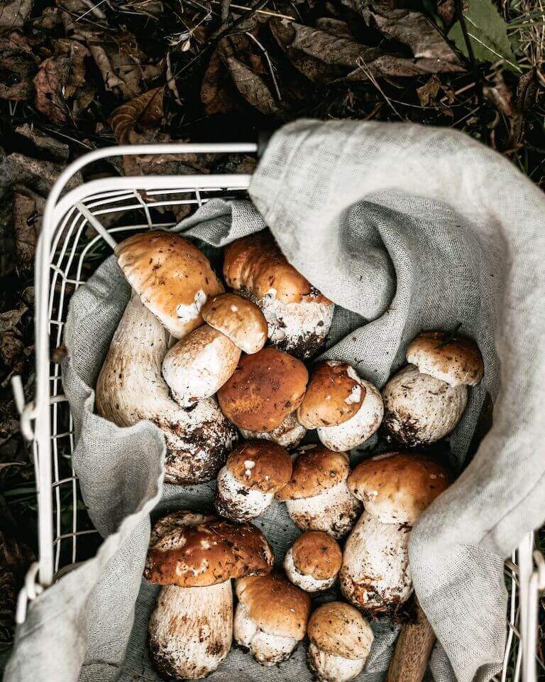 Large mushrooms sitting in a white basket outside