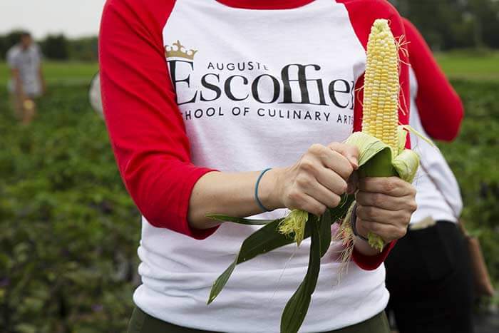Student wearing an Escoffier shirt while holding an ear of corn 