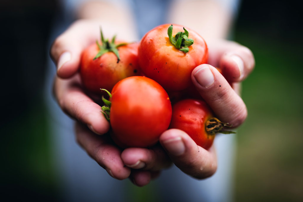 Farmer holding tomatoes.