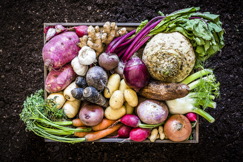 Colorful farm grown root vegetables