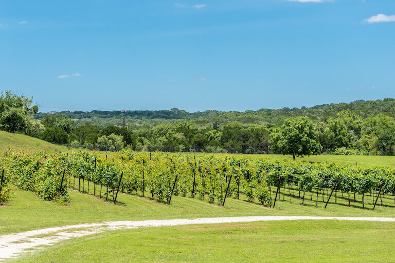 Wide photo of a green vineyard with trees in the distance
