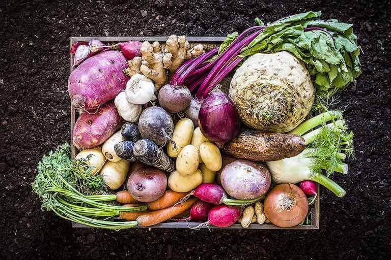Colorful farm grown root vegetables in a crate