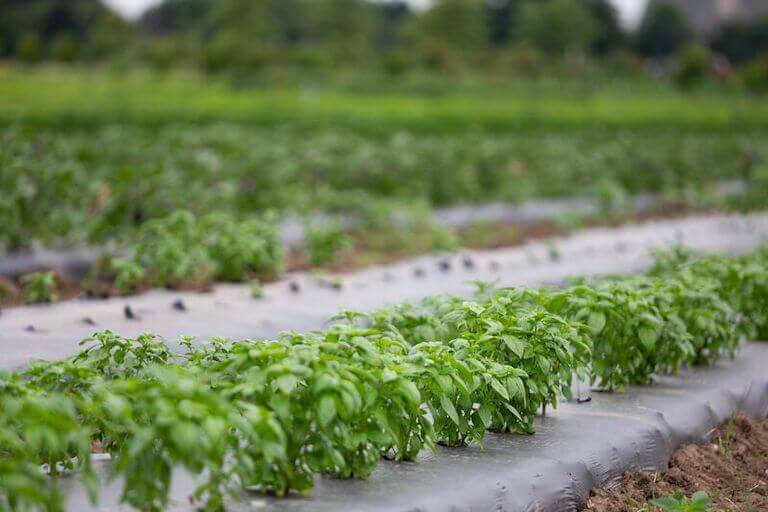 Plants in a row on a farm