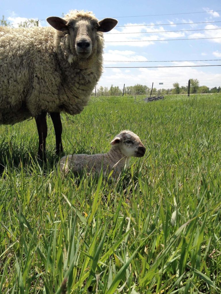Sheep and baby lamb on a grassy green field