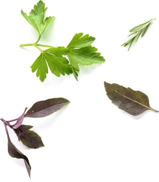Assorted herbs sit next to each other
