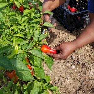 Close up of a pepper being harvested in the campus garden