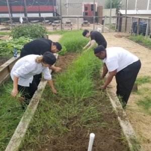 Escoffier students pull weeds to prepare the campus garden