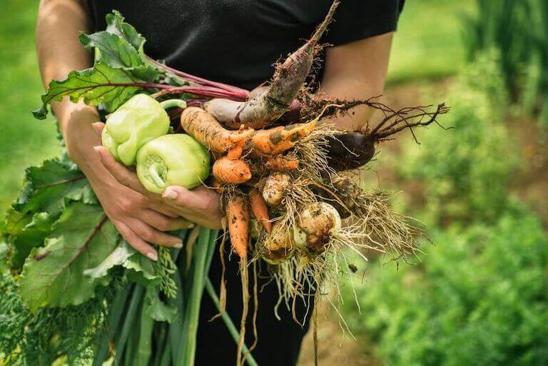 Farmer holding fresh carrots and other vegetables