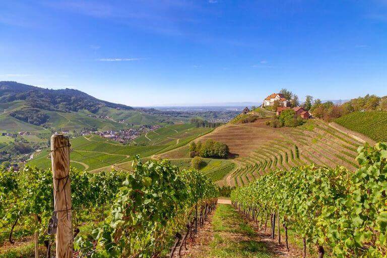 View of a vineyard and rolling hills