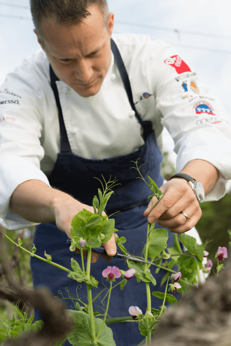 Chef wearing a black apron outside cutting a plant vine with scissors
