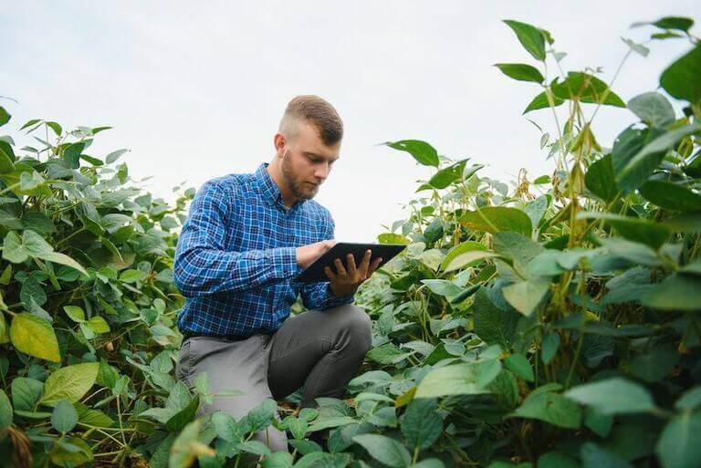 Agronomist holding a tablet while kneeling down in rows of soybean crops