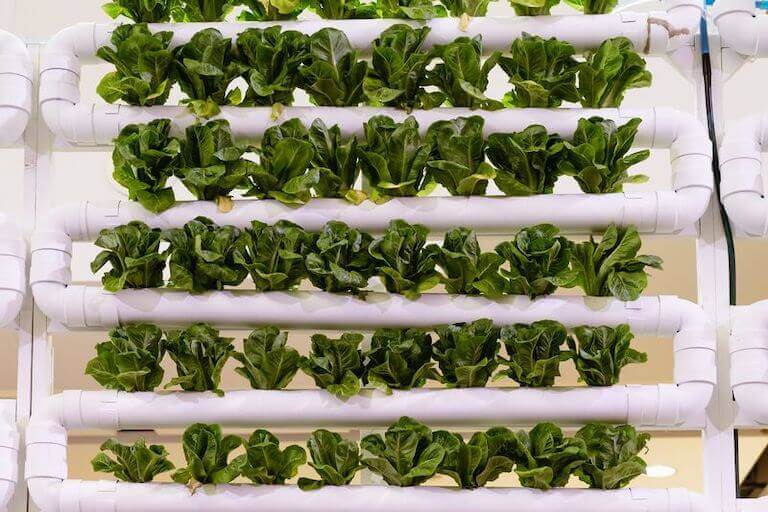 Lettuce growing in a hydroponic shelving system