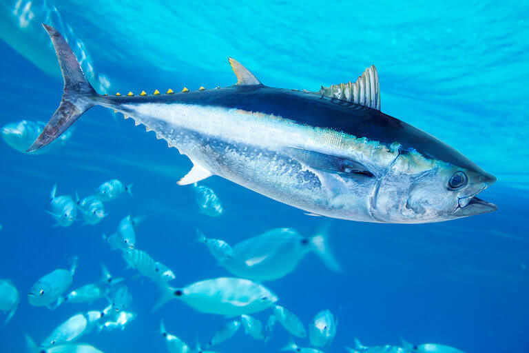 Bluefin tuna swimming under water