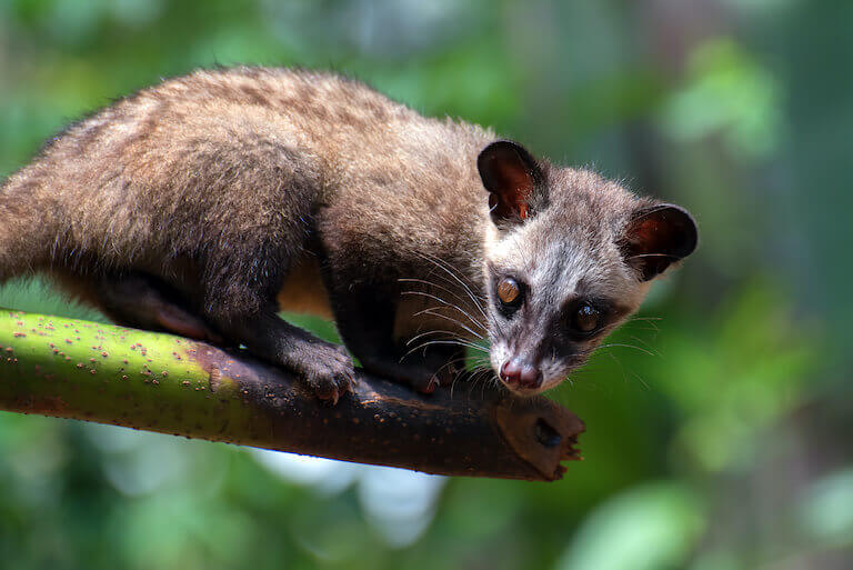 Civet sitting on a branch