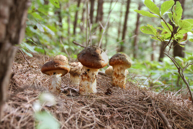 Matsutake mushrooms growing in a forest