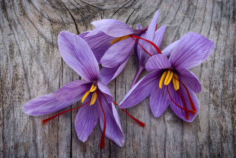 Purple saffron flowers