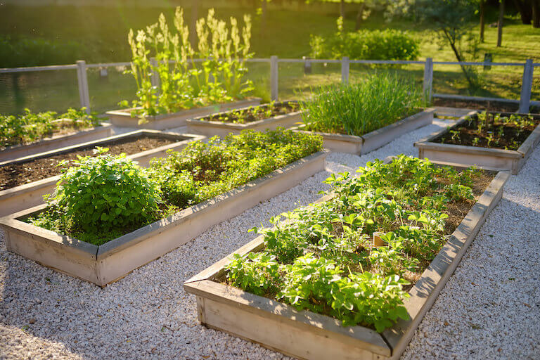 Raised garden beds with vegetables and other plants in a community garden