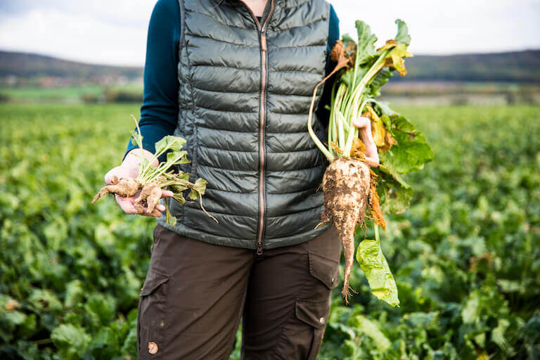 Farmer holding fresh carrots while standing in a field