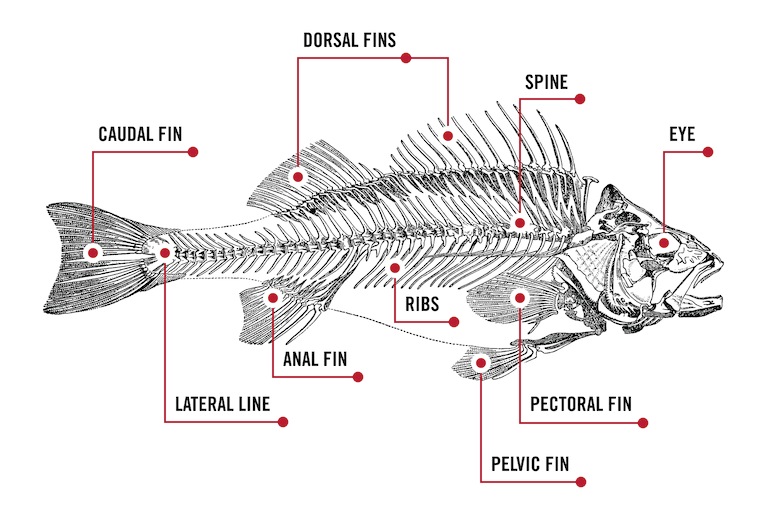 A side-view diagram of a fish skeleton with parts labeled, including the spine, ribs, and various fins.