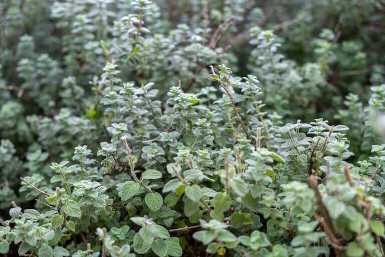 A patch of pale blue-green wild Syrian oregano, an herb with oval-shaped leaves that are opposite each other on thin stems.