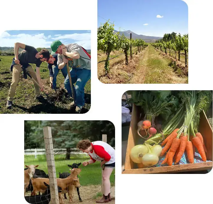 Escoffier culinary students engaging in farm-to-table learning at a local farm