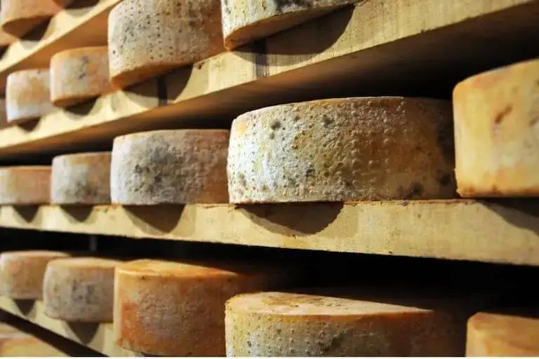 Wooden shelves with wheels of fontina cheese