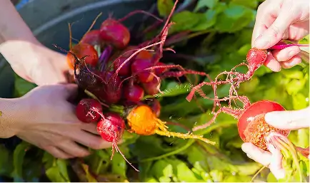 Escoffier ulinary students washing and trimming freshly harvested red and golden beets outdoors during the Farm to Table experience