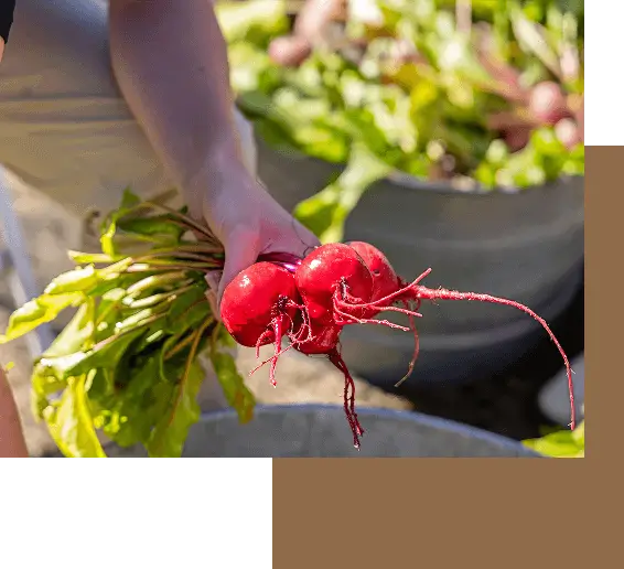 Close-up of an Escoffier culinary student's hand holding freshly harvested red beets in a farm garden setting