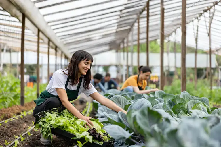 People harvesting vegetables in a greenhouse.