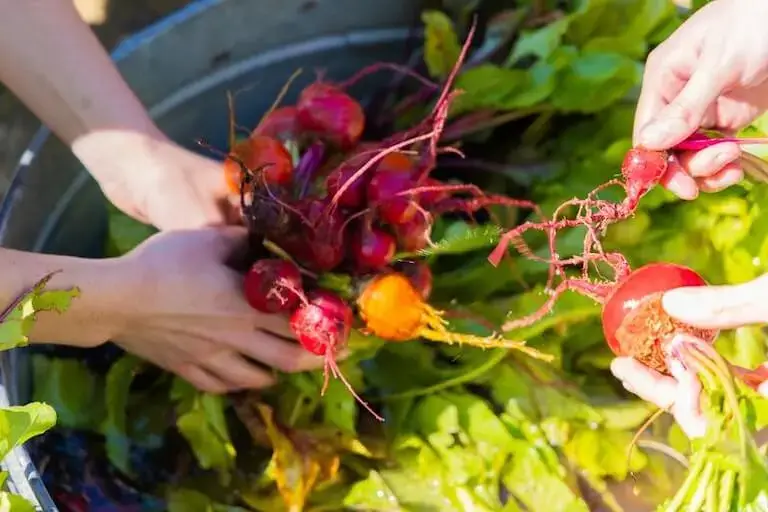 Culinary students harvesting fresh beets at local Boulder farm.