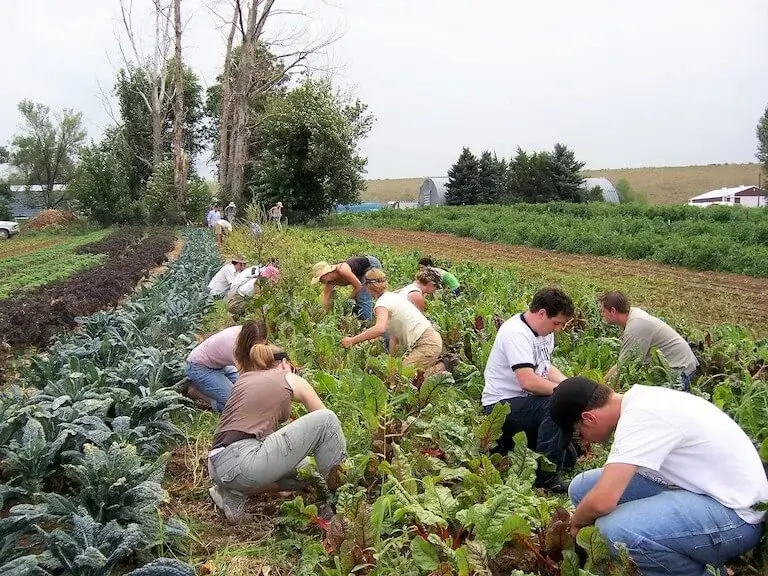 Group of Escoffier students kneeling in garden rows, harvesting vegetables at a farm as part of farm-to-table culinary education.