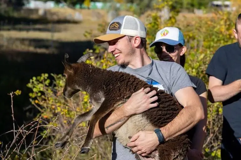 A person smiling while holding a small brown sheep outdoors, with two other people standing nearby on a sunny day.