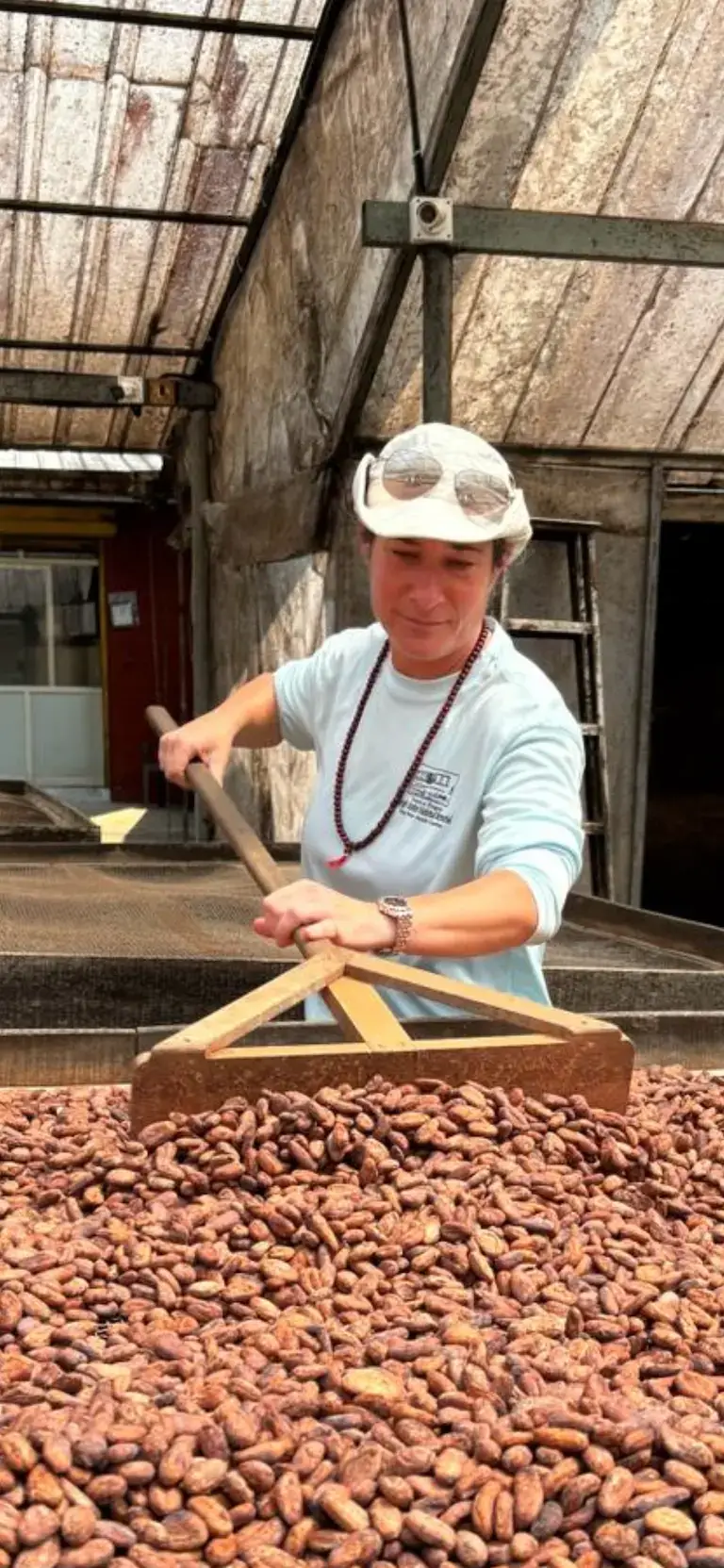 Person using a wooden rake to turn cacao beans spread across a large drying rack inside an open-air drying facility.
